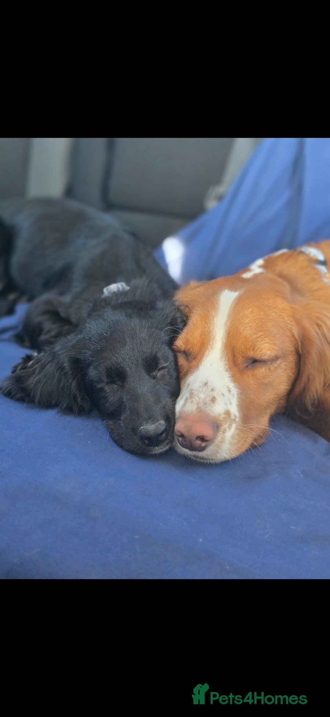 Cocker Spaniel dogs for sale: 6 cocker spaniel puppies  - Advert 9