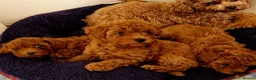 Toy Poodle dogs for sale:  Asian Toy Poodles (both parents Asian) For sale - Advert 16