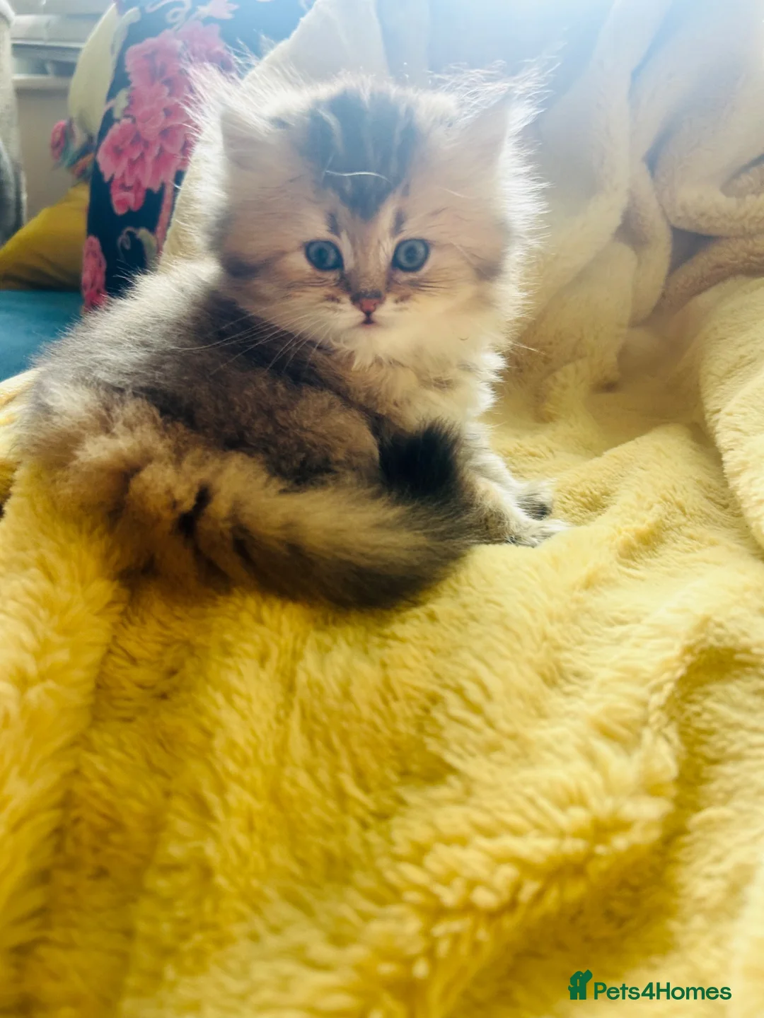 Scottish Fold cats for sale:  Kittens Ready for Their Forever Homes - Advert 40