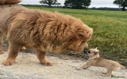 Shar Pei dogs for stud: TOP QUALITY -BEAUTIFUL BEARCOAT STUD in Wetherby - Image 3