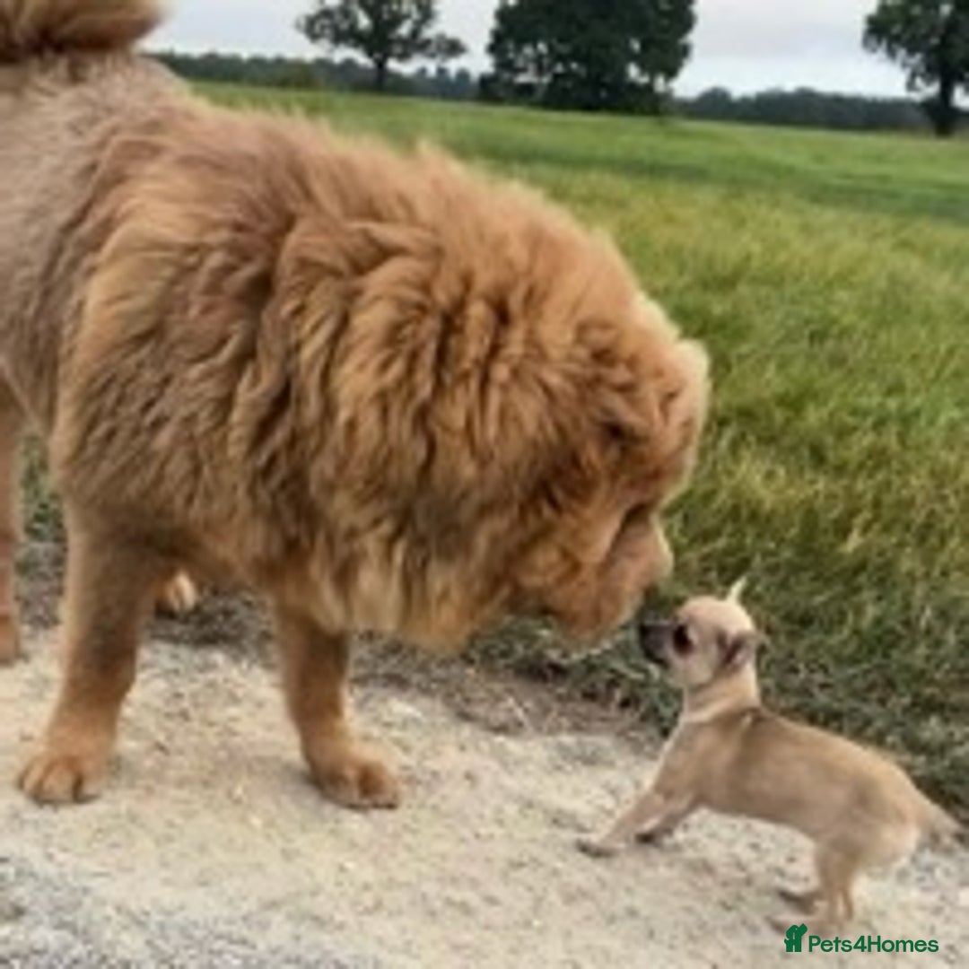 Shar Pei dogs for stud: TOP QUALITY -BEAUTIFUL BEARCOAT STUD in Wetherby - Image 3