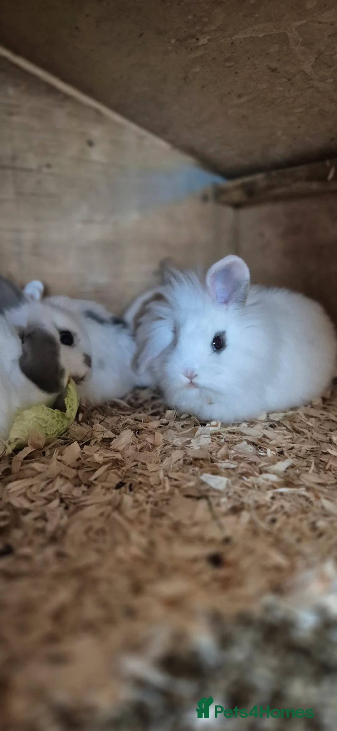 Mixed Breed rabbits for sale: BEAUTIFUL lop x lionhead babies - Advert 2