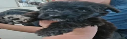 Bordoodle dogs for sale: Borderdoodle - Advert 9