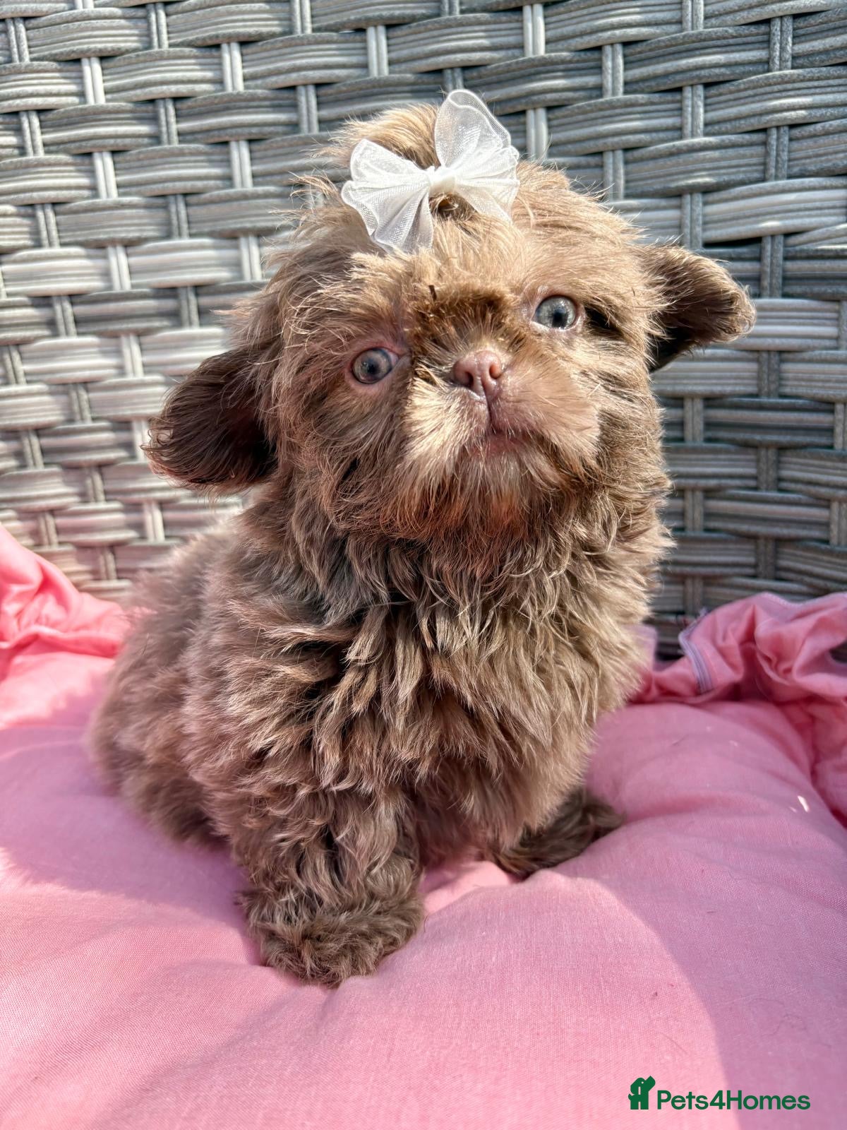 Shih Tzu dogs Ready HEALTH TESTED KC Female 💜 - Advert 10