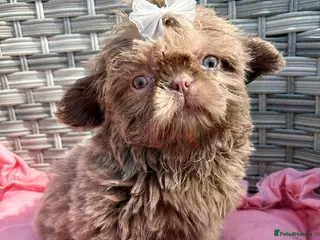 Shih Tzu dogs Ready HEALTH TESTED KC Female 💜 - Advert 10