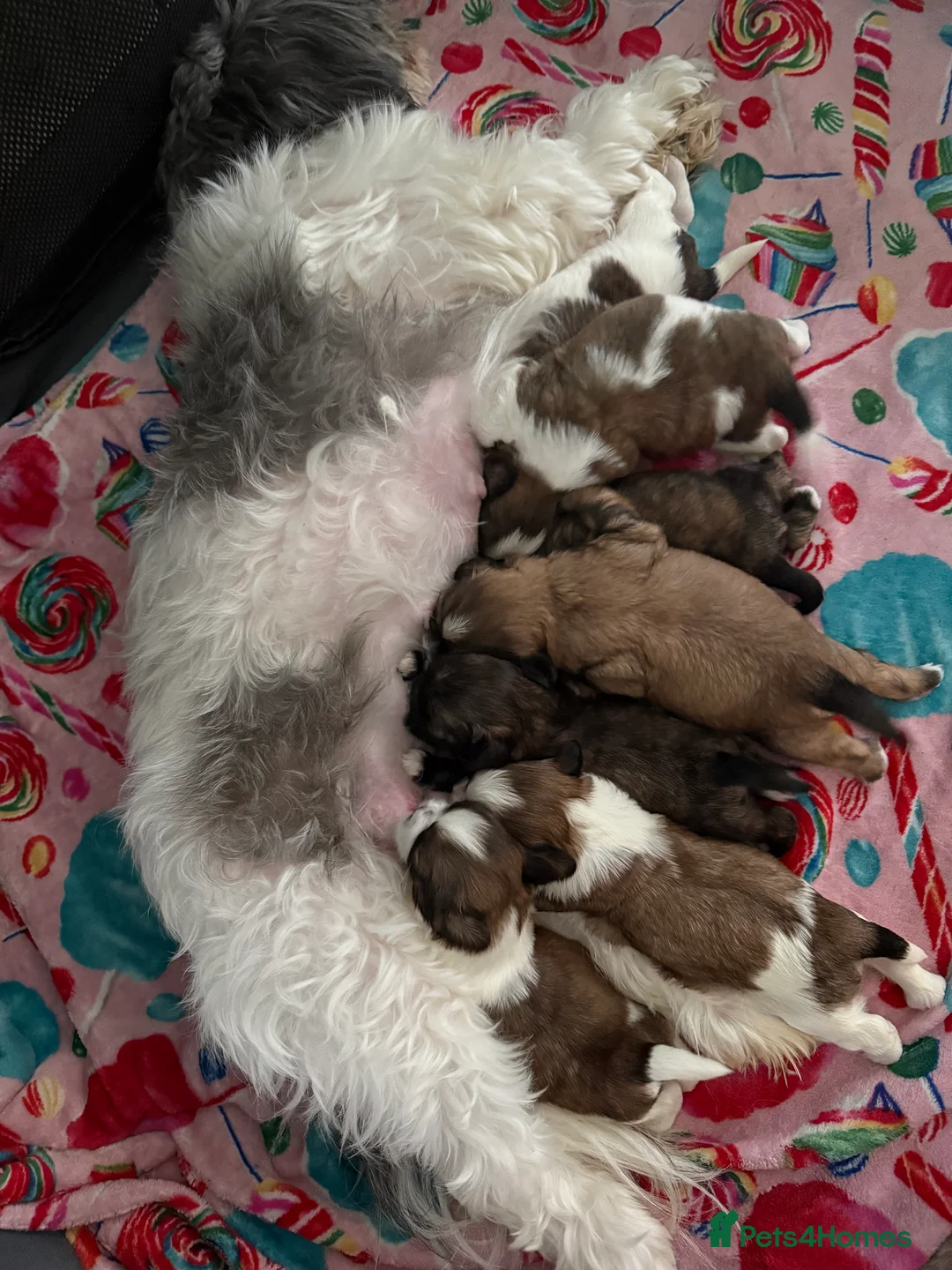 Shih Tzu dogs for sale: Shih Tzu puppies - Advert 26