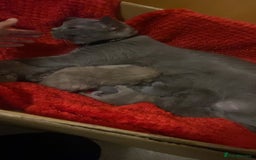 British Shorthair cats for sale: PEDIGREE BSH KITTENS READY TO FOR FOREVER HOMES  - Image 3