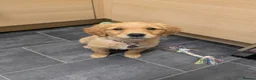 Golden Retriever dogs for sale: KC Golden retriever  - Advert 3