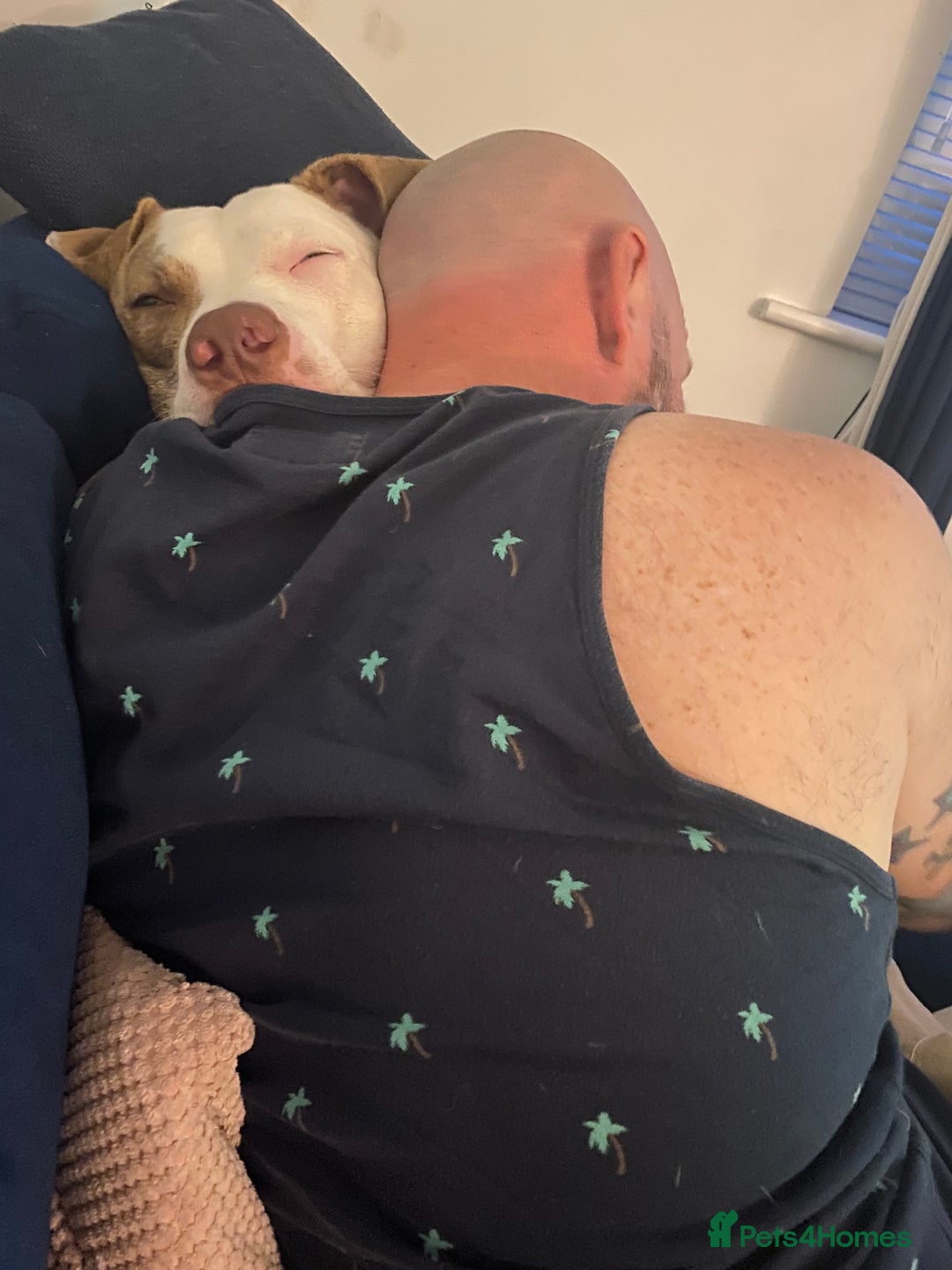American Bulldog dogs for sale: Looking for an active home - Image 4