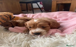 Cockapoo dogs for sale: F1 MINIATURE SHOW-LINE COCKAPOO PUPPIES   - Image 16