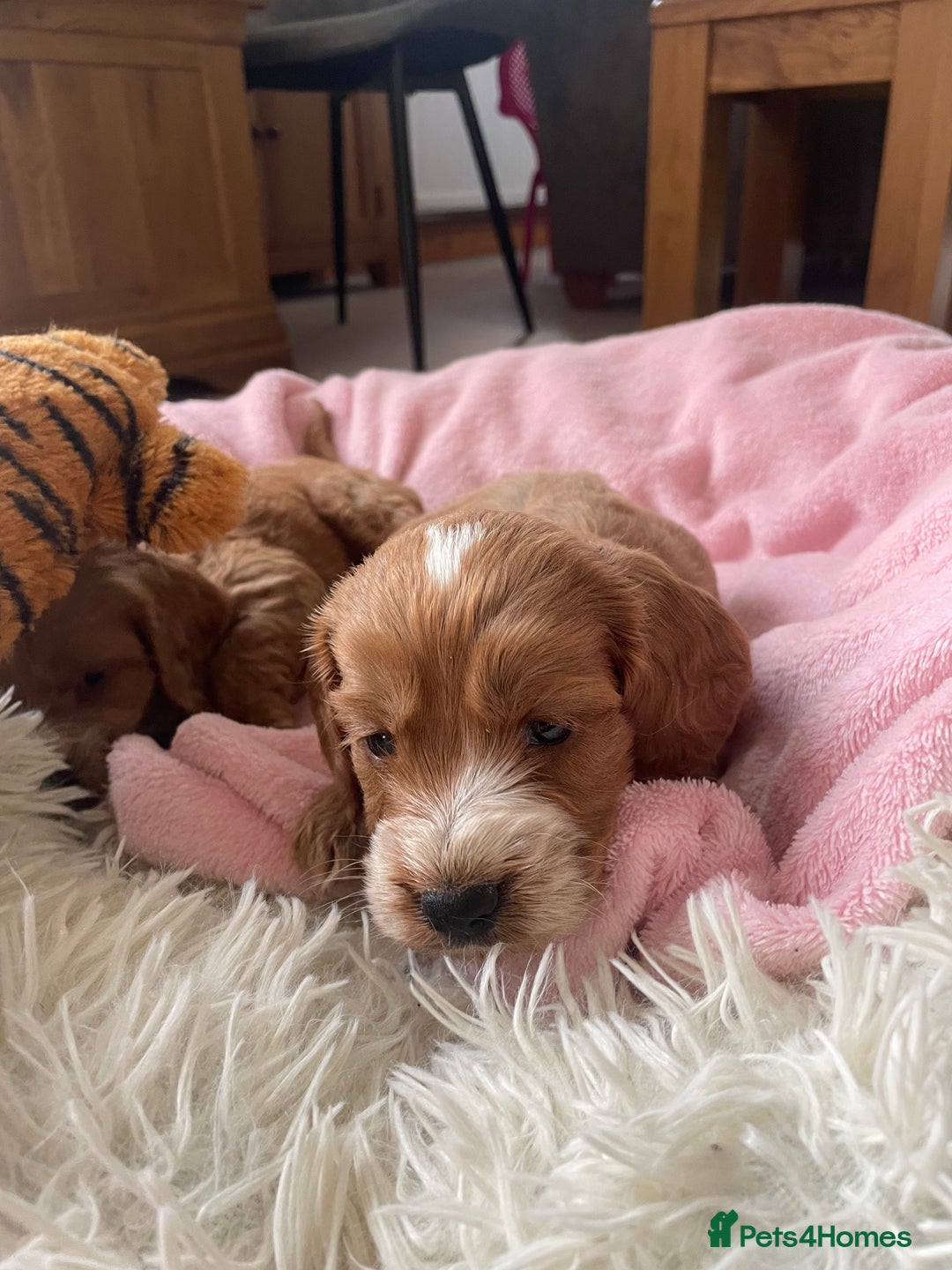 Cockapoo dogs for sale: F1 MINIATURE SHOW-LINE COCKAPOO PUPPIES   - Image 16