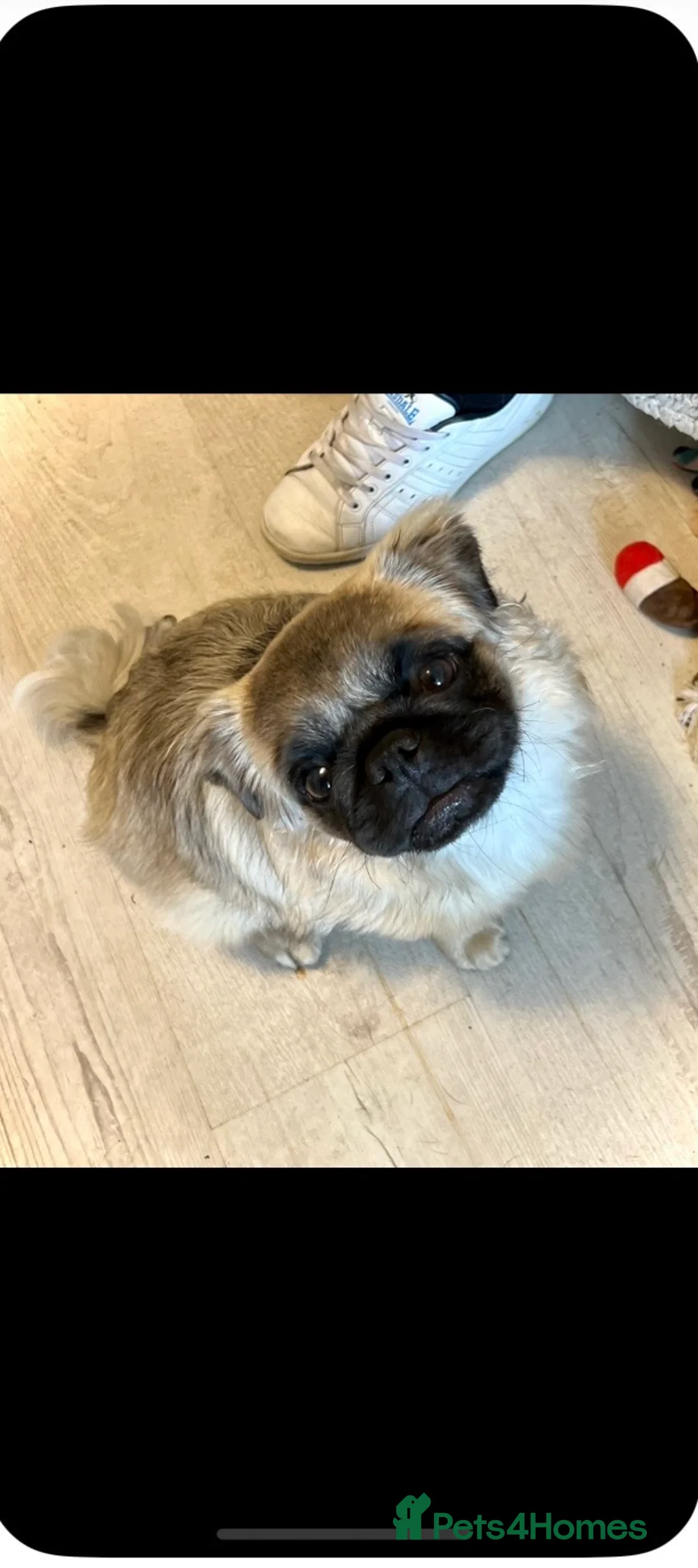 Pug dogs for sale: 1 left kc reg 10 weeks old black full kc pug pups - Advert 8