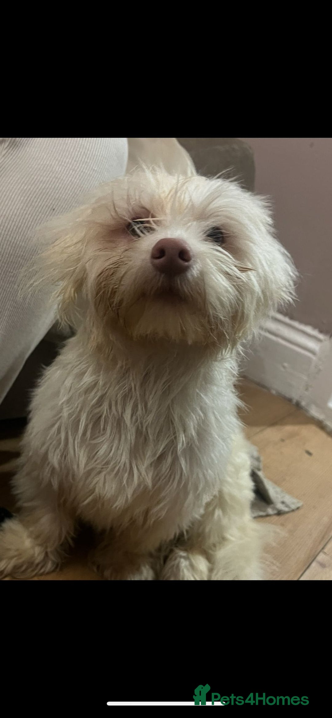 Maltese dogs for sale: Maltese male 🦋 - Image 3