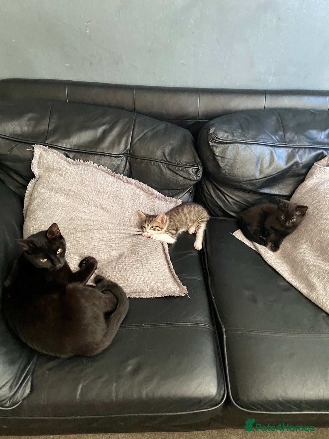 British Shorthair cats for sale: Beautiful little fella - Image 4