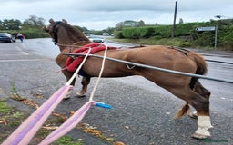 Welsh Section D horses for sale: Stunning chestnut mare  - Image 3