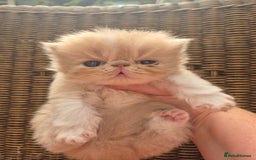 Exotic cats for sale: 🏆Champion sired exotic and Persian kittens 😸 ♥️  - Image 17