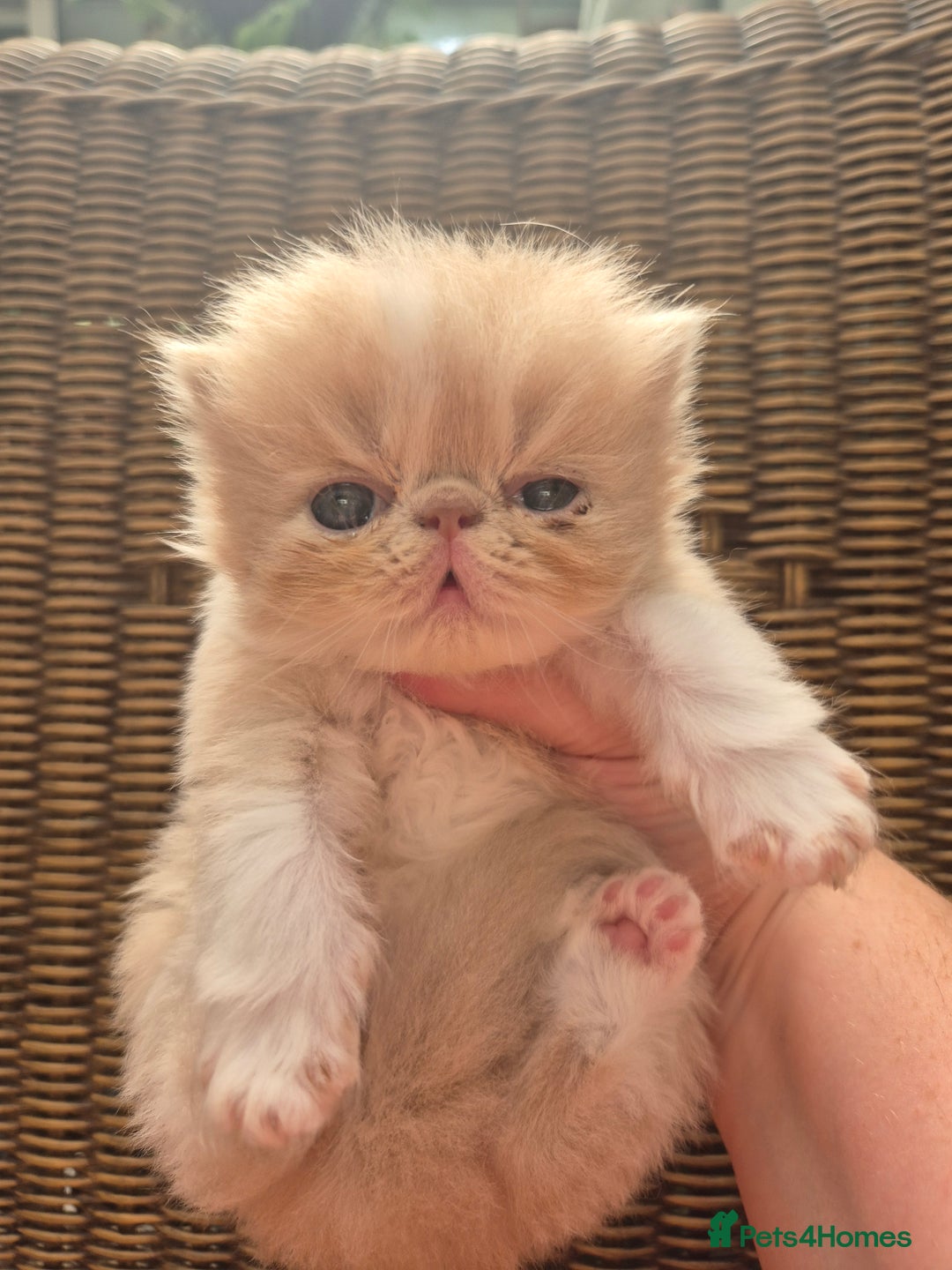 Exotic cats for sale: 🏆Champion sired exotic and Persian kittens 😸 ♥️  - Image 17
