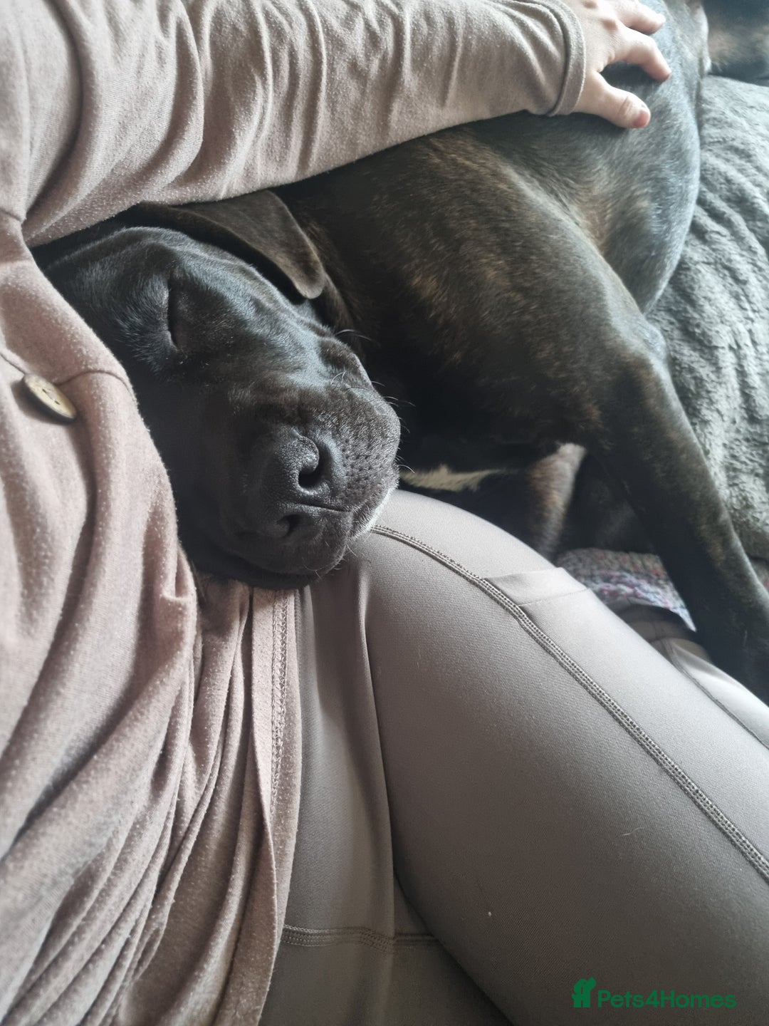 Mixed Breed dogs for sale: 8 month old corso x - Image 5