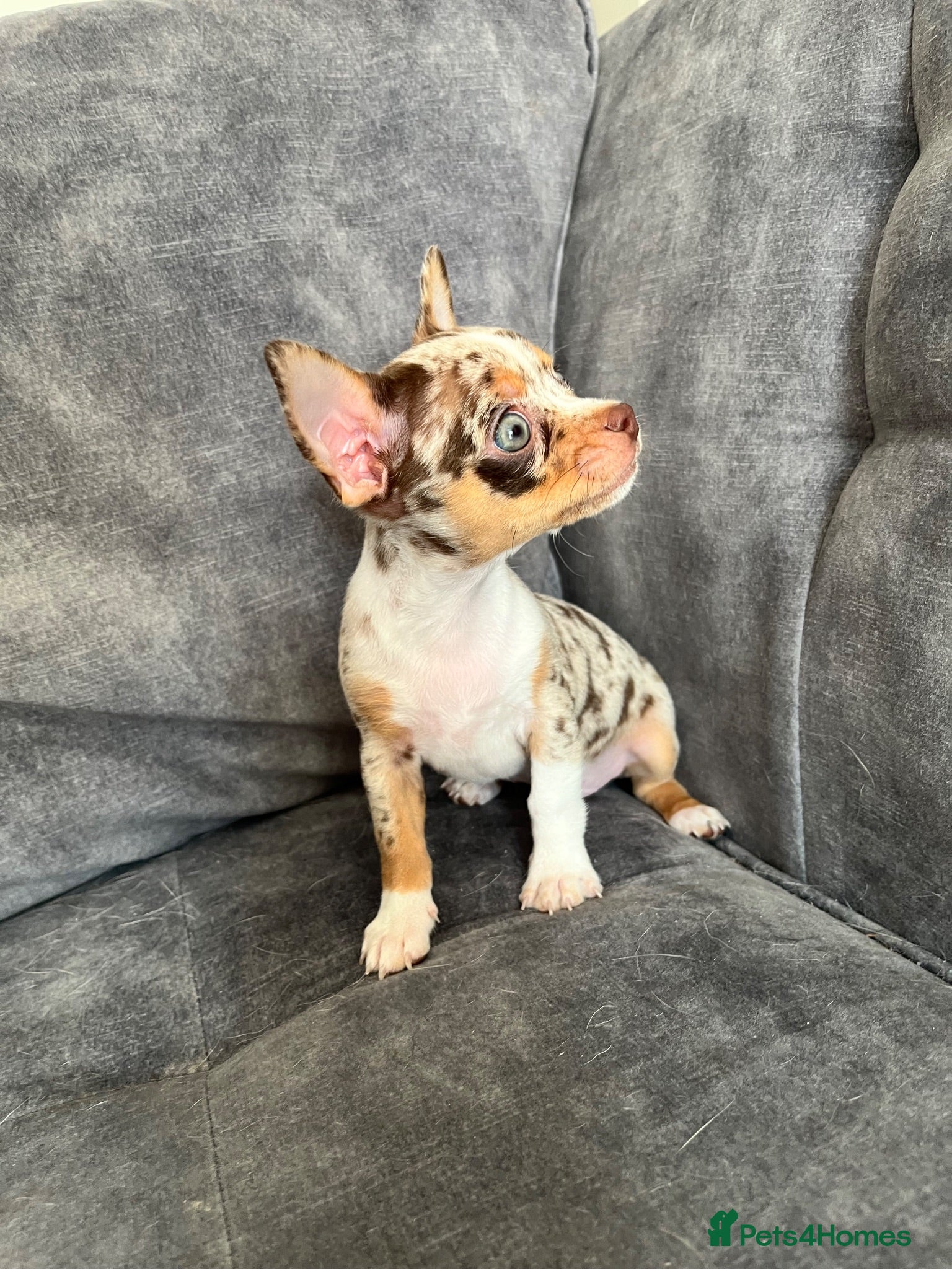 Chihuahua dogs Last merle boy available  - Advert 2