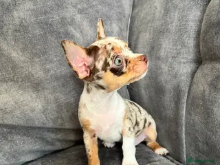 Chihuahua dogs Last merle boy available - Advert 6