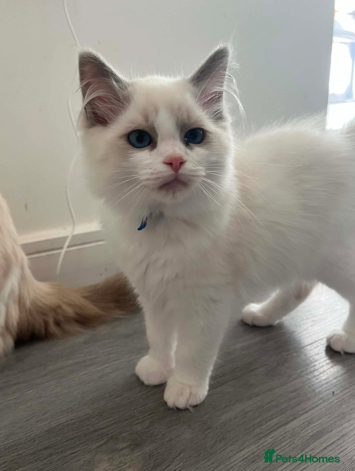 Ragdoll cats GCCF Registered Pedigree Blue&Lilac Ragdoll Kitten - Advert 2