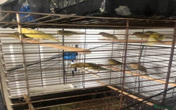 Canaries birds for sale: Young Canaries Nice Colours £30 each  - Image 5