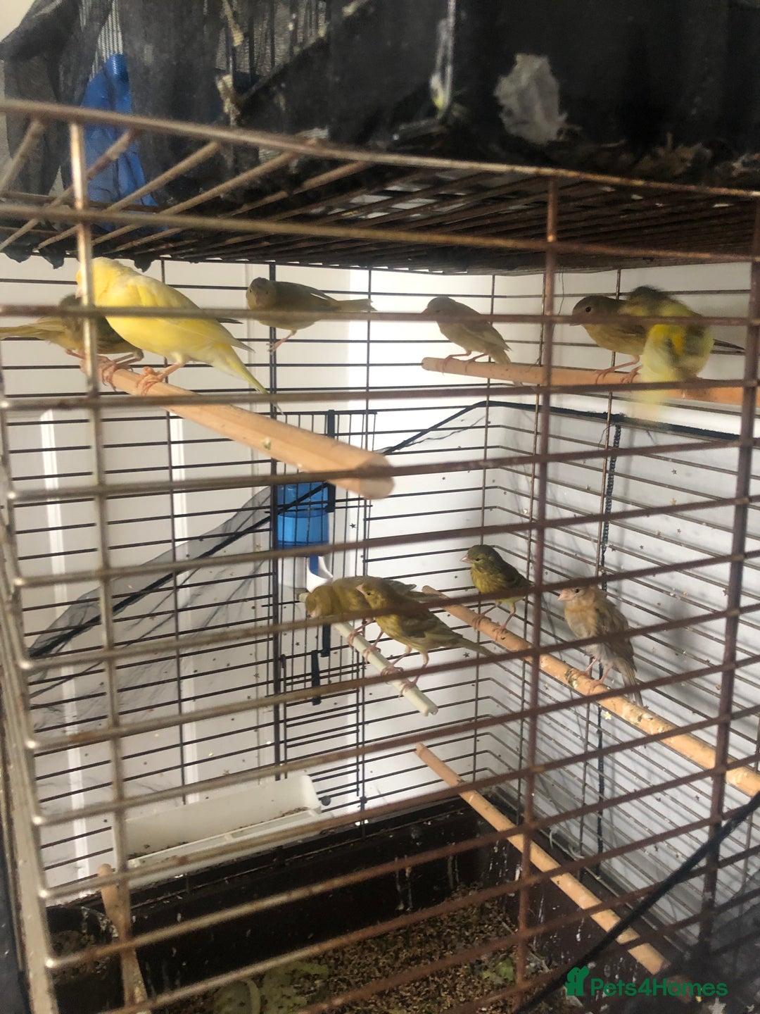 Canaries birds for sale: Young Canaries Nice Colours £30 each  - Image 5