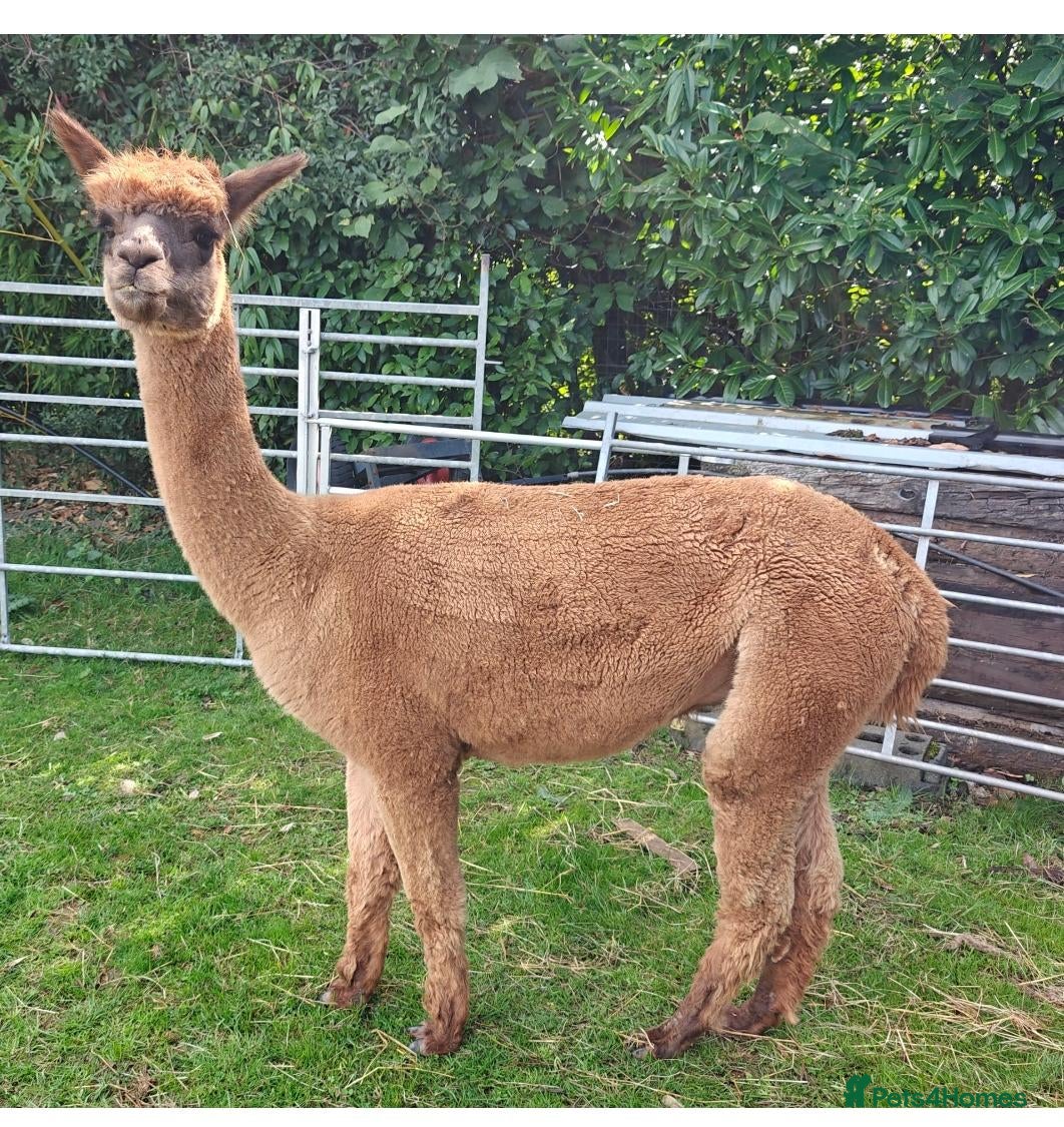 Alpaca livestock for sale: BAS registered breeding female Alpacas  - Advert 2