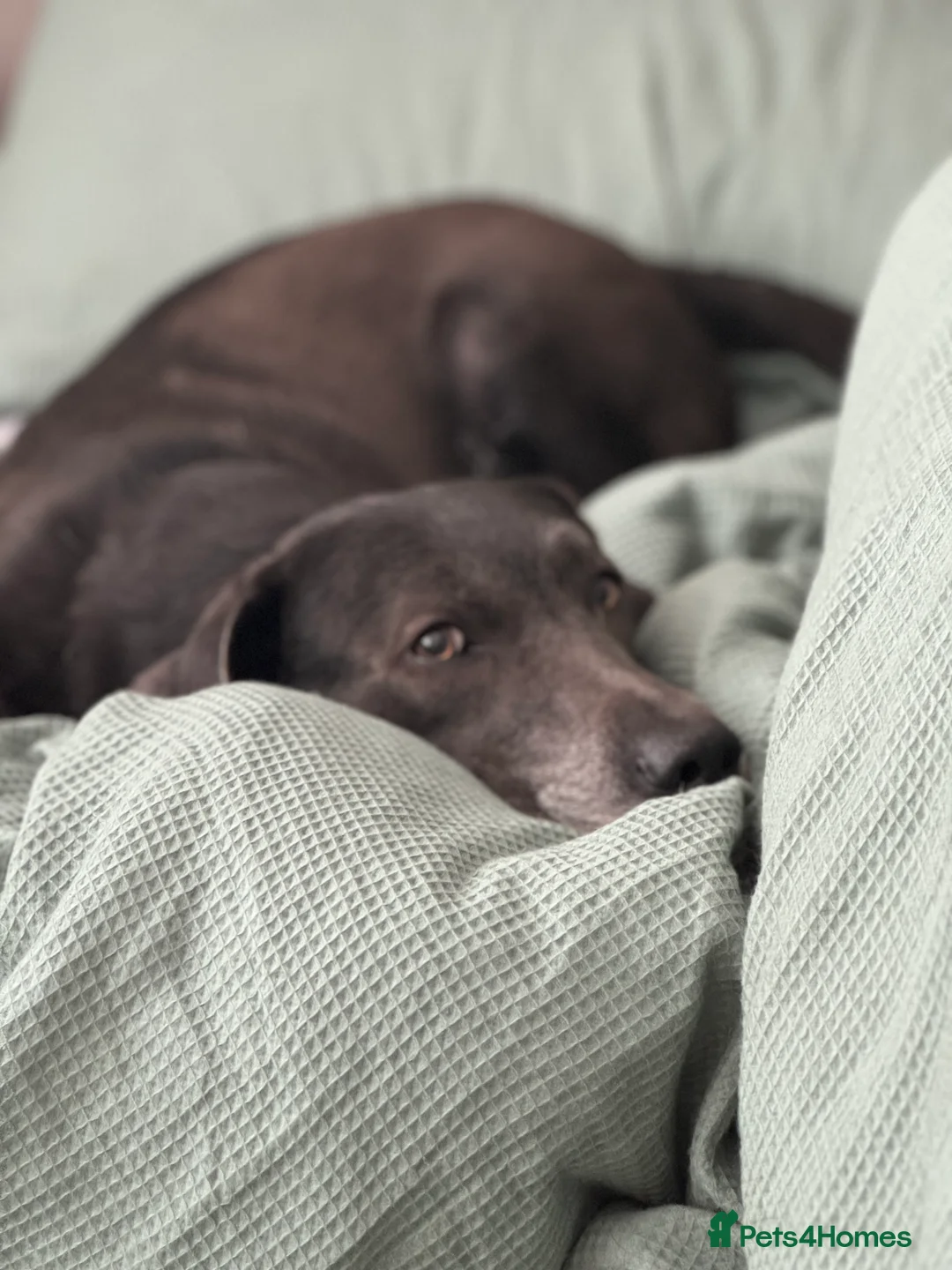 Labrador Retriever dogs for adoption: KC Registered Labrador Charcoal - Advert 5