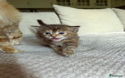 Maine Coon cats for sale: KITTENS FOR SALE - Image 5