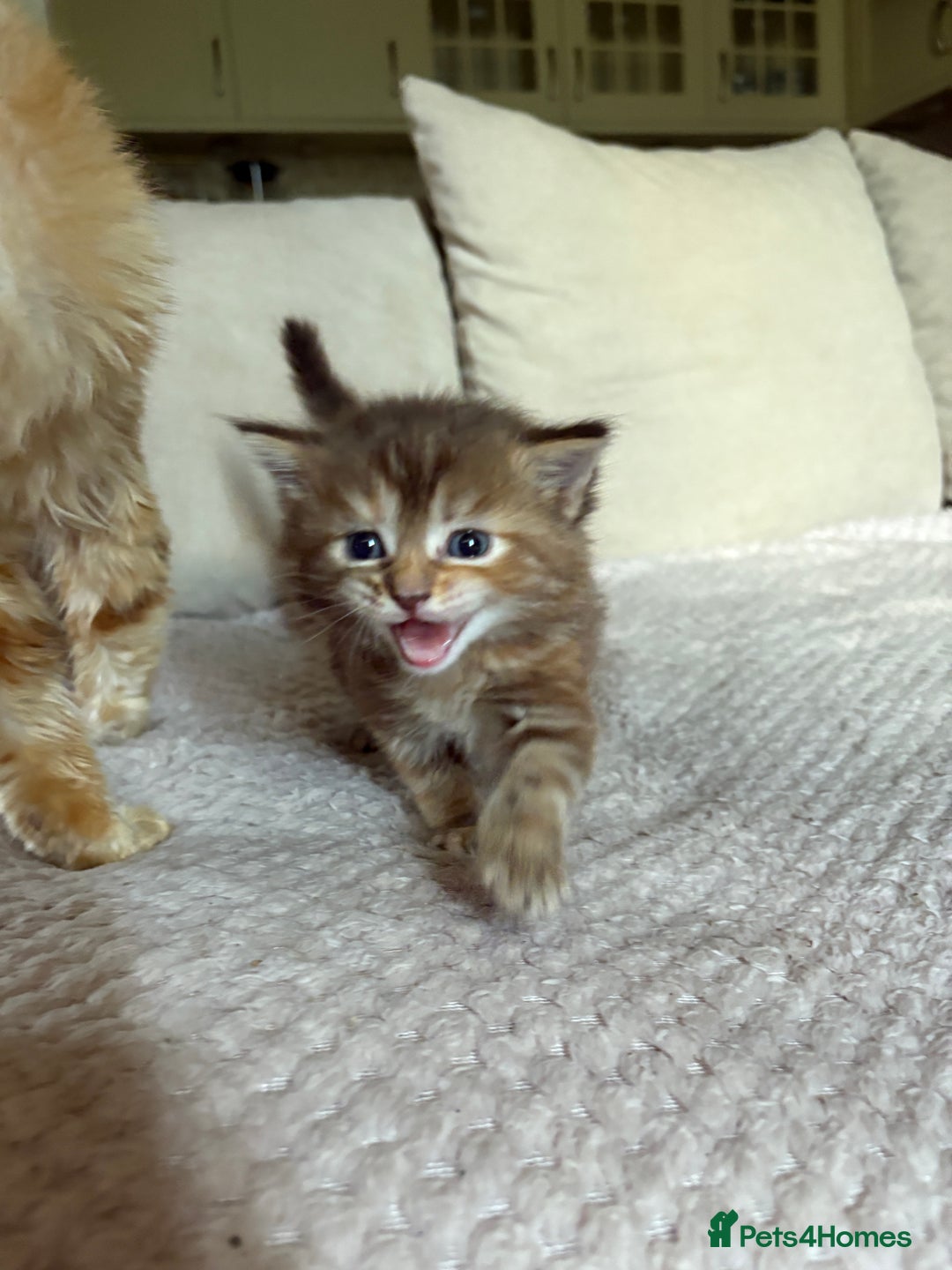 Maine Coon cats for sale: KITTENS FOR SALE - Image 5
