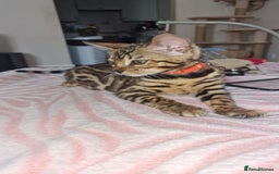 Bengal cats for sale: Two gorgeous Bengals girls  😻😻❤️ - Image 29
