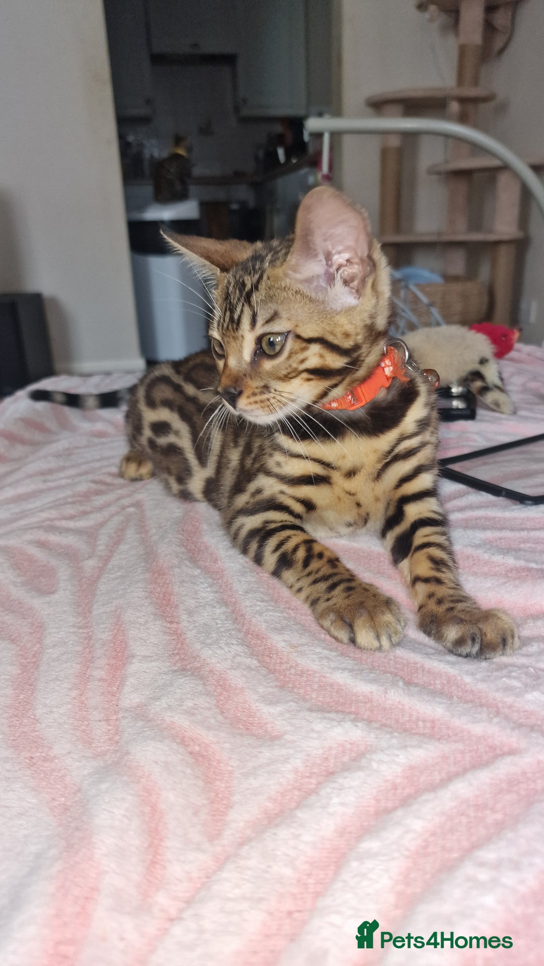 Bengal cats for sale: Two gorgeous Bengals girls  😻😻❤️ - Image 29