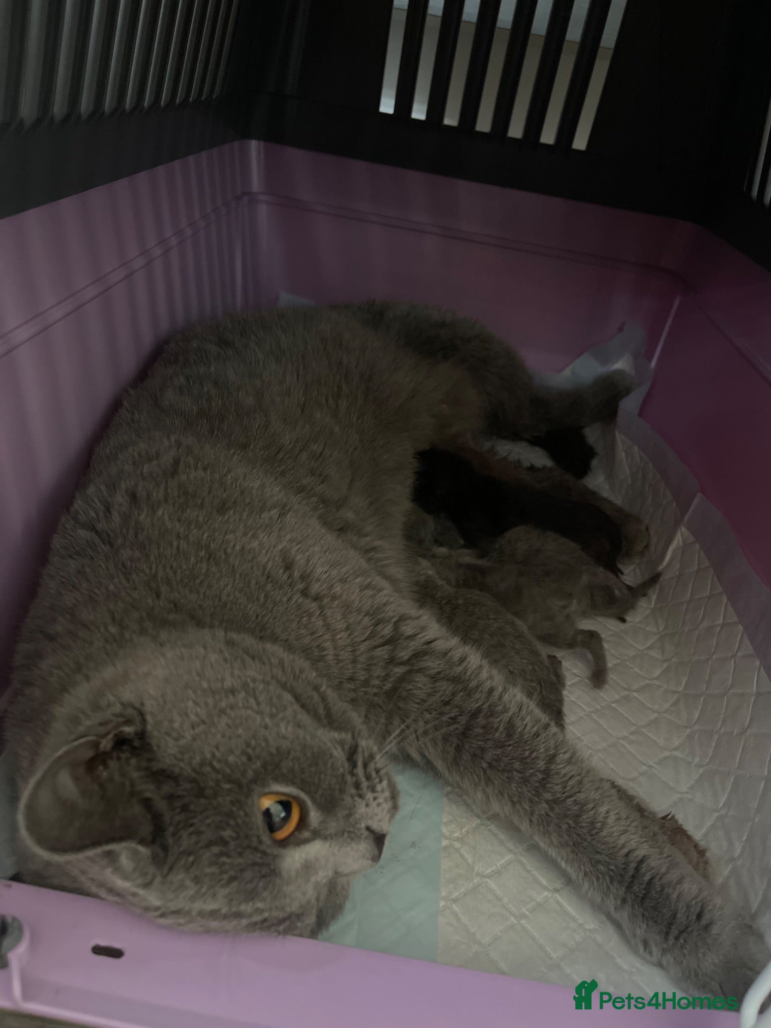British Shorthair cats British shorthair blue /Adorable kittens  - Advert 2