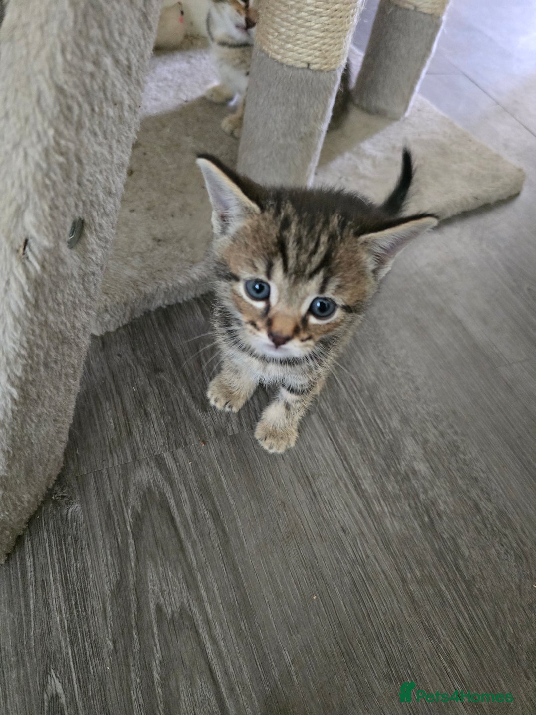 Mixed Breed cats for sale: Kittens - Image 2