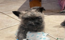 Cairn Terrier dogs for sale: Stunning cairn terrier puppies  - Image 10