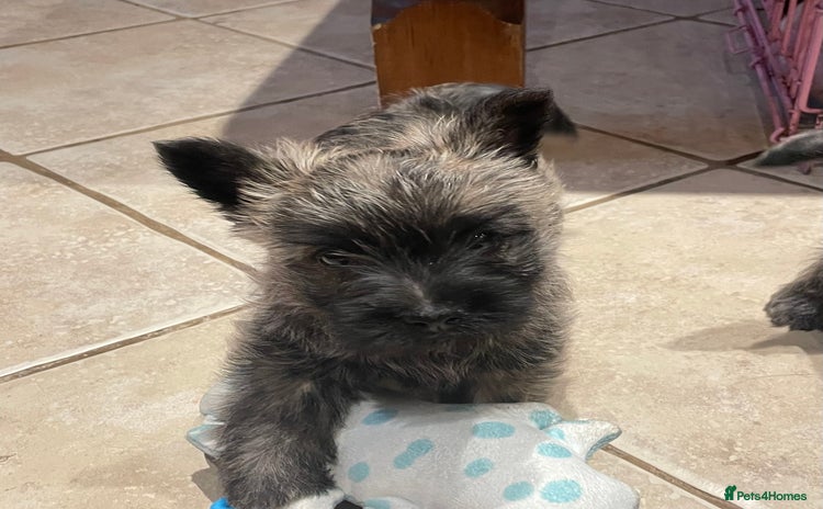 Cairn Terrier dogs - Advert 3