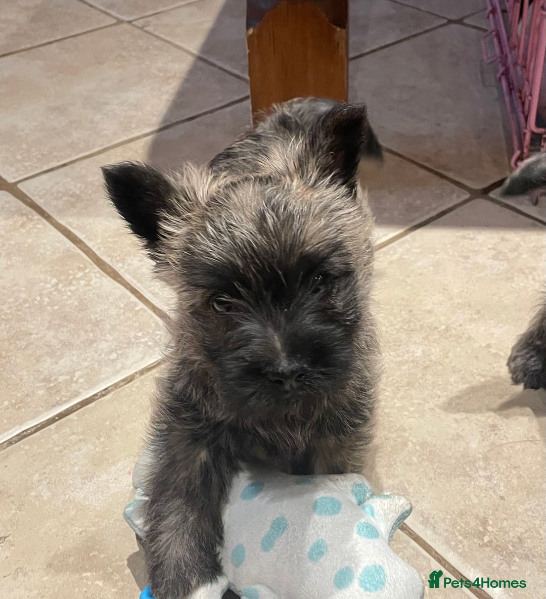 Cairn Terrier dogs for sale: Stunning cairn terrier puppies  - Image 10