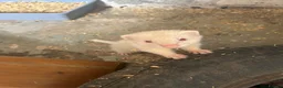 Ferret rodents for sale: Albino Ferrets in Chesterfield - Advert 4