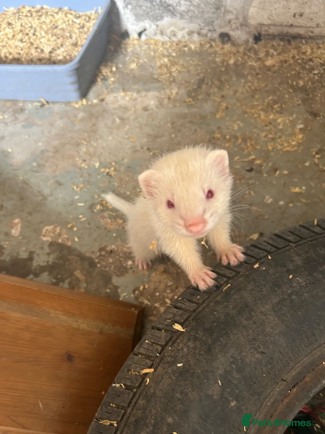 Ferret rodents for sale: Albino Ferrets in Chesterfield - Advert 4