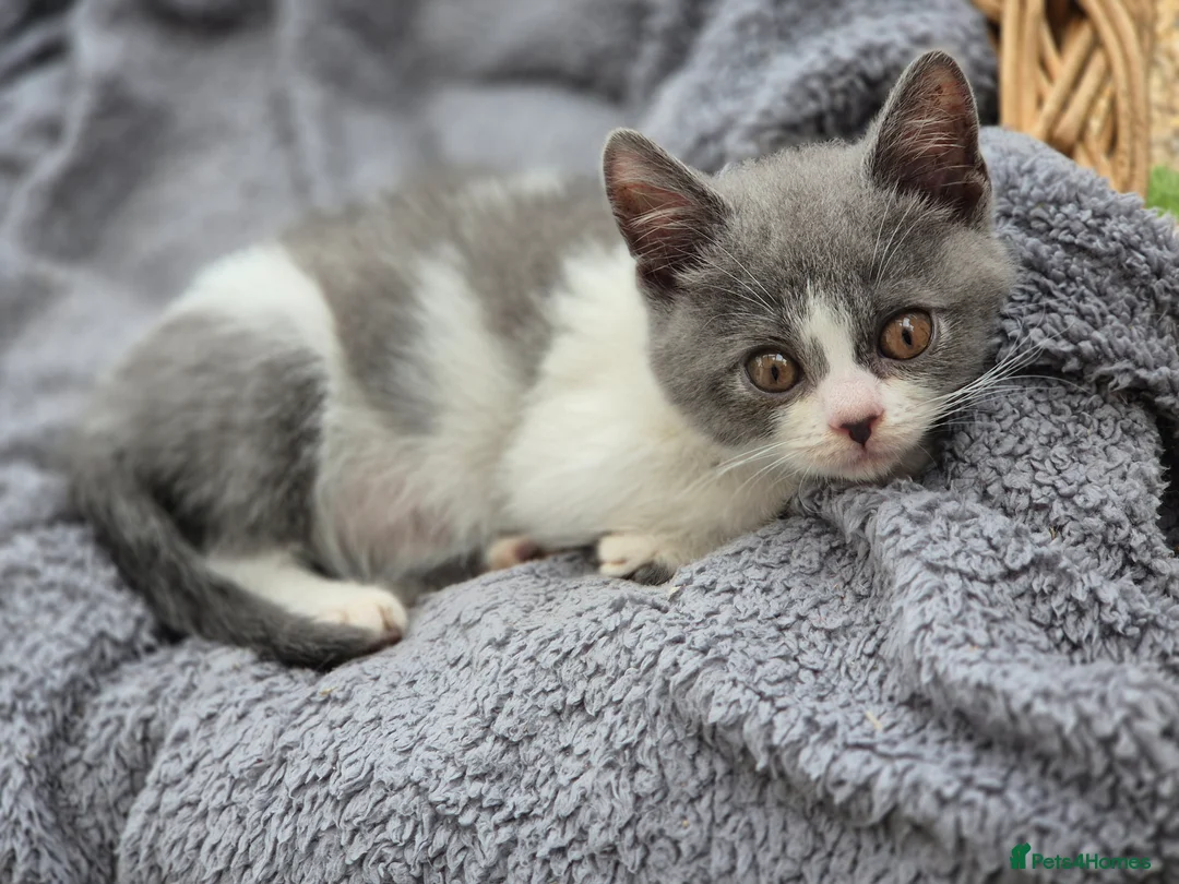 British Shorthair cats for sale: Stunning BSH kitten GCCF Reg Champion sired - Advert 35