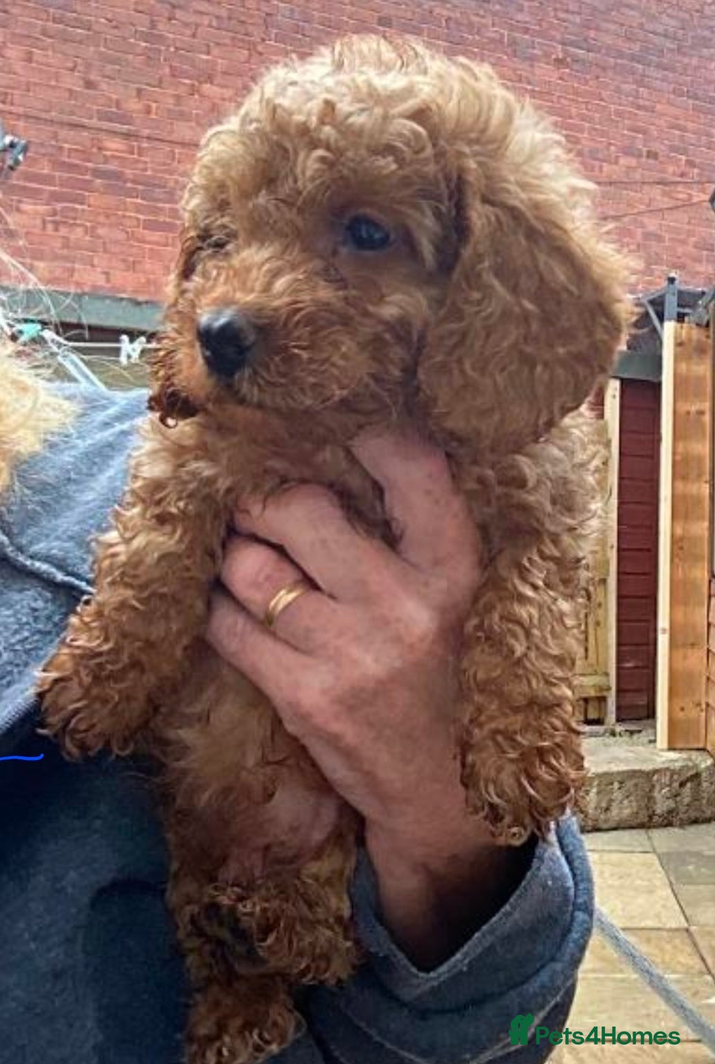 Cockapoo dogs Gorgeous Cockapoo puppies - Advert 1