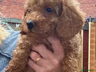 Cockapoo dogs Gorgeous Cockapoo puppies - Advert 1