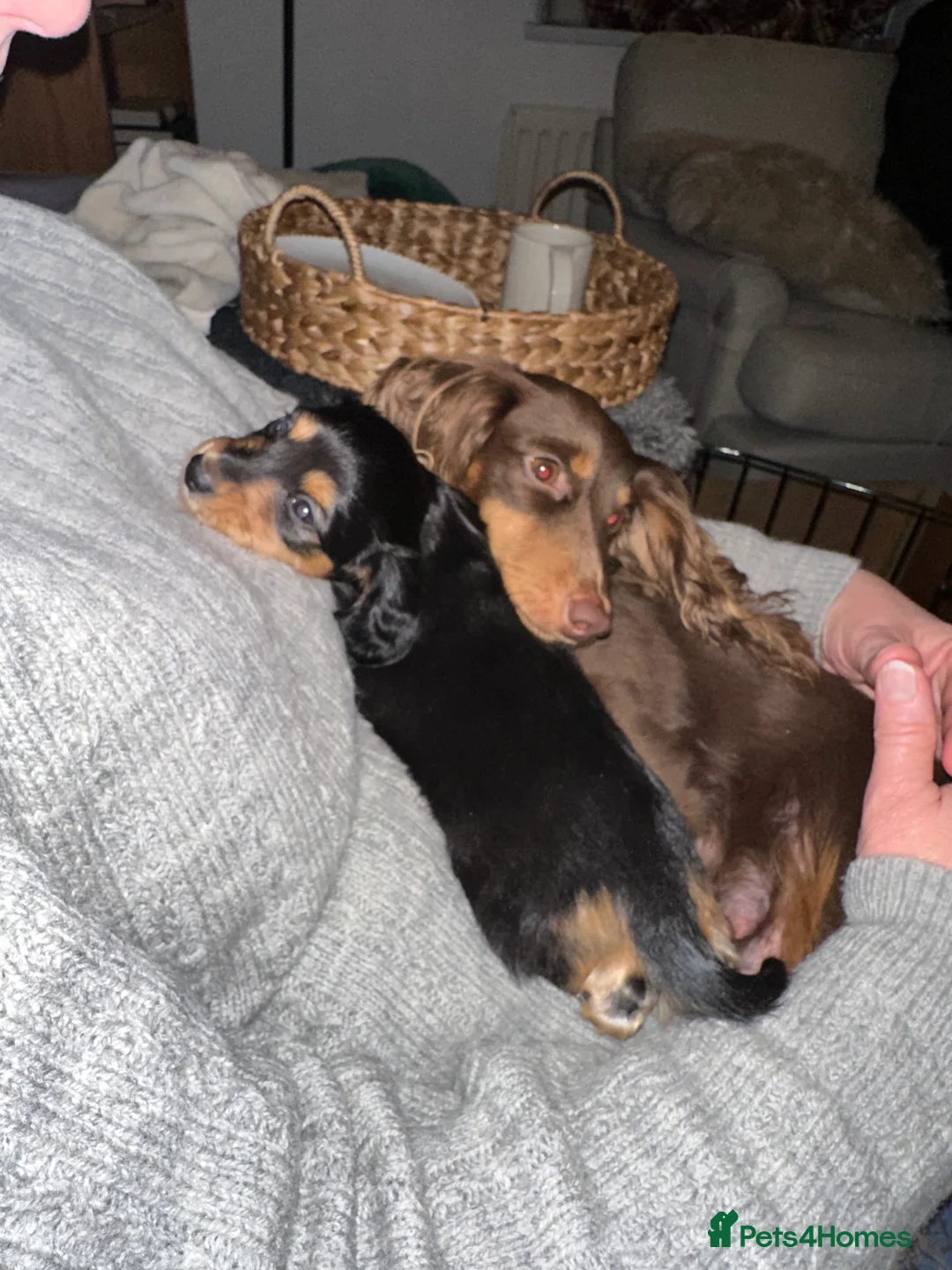 Miniature Dachshund dogs for sale: KC reg Long haired miniature dachshund puppies - Advert 10