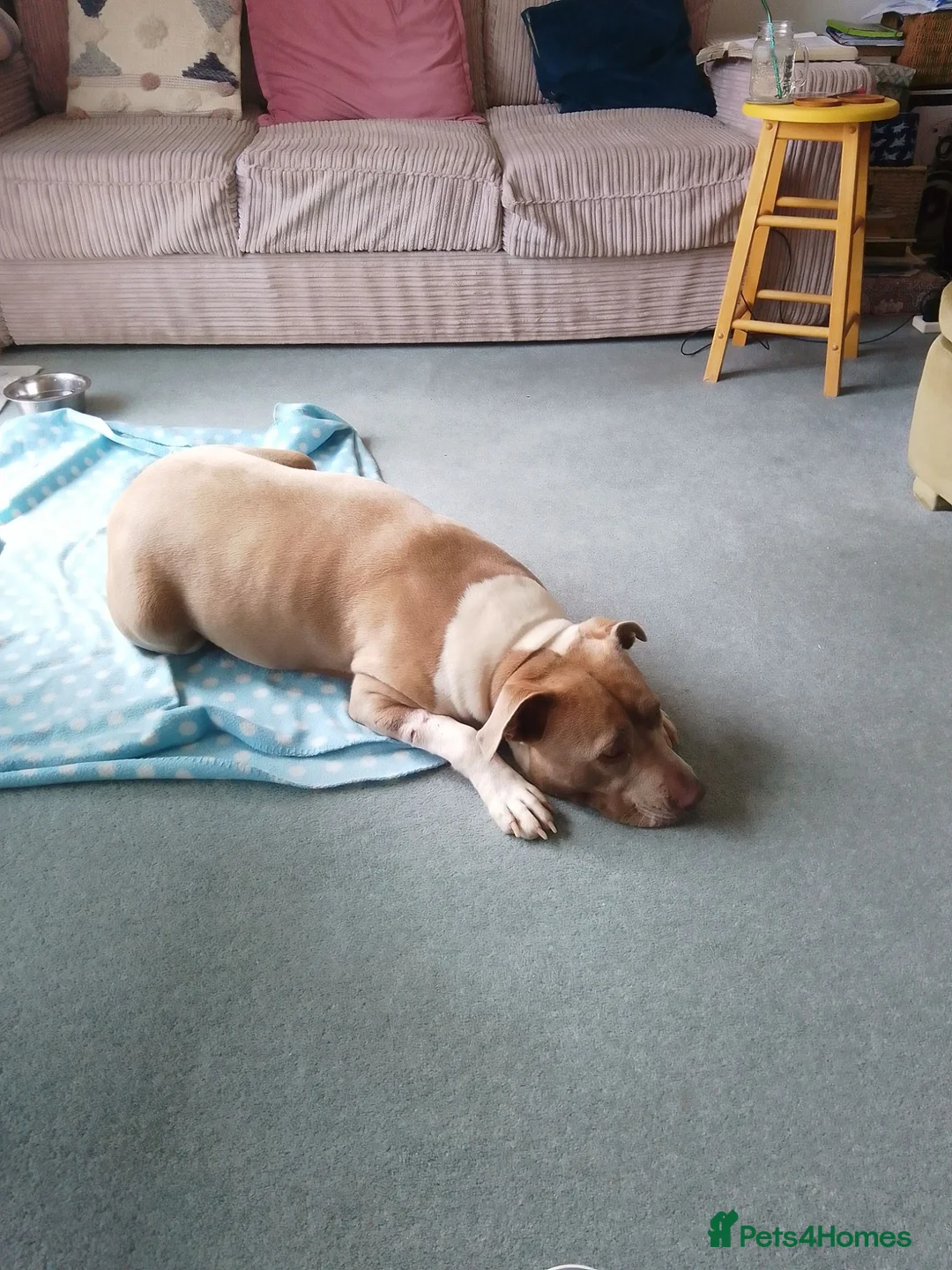 Mixed Breed dogs for sale: Staffy cross pups for sale  in Lostwithiel - Advert 6