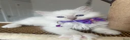 Ragdoll cats for sale: Registered Ragdoll kittens for sale - Advert 37