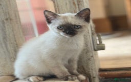 Ragdoll cats for sale: ADORABLE RAGDOLL POLYDACTYL KITTENS - READY NOW - Image 15