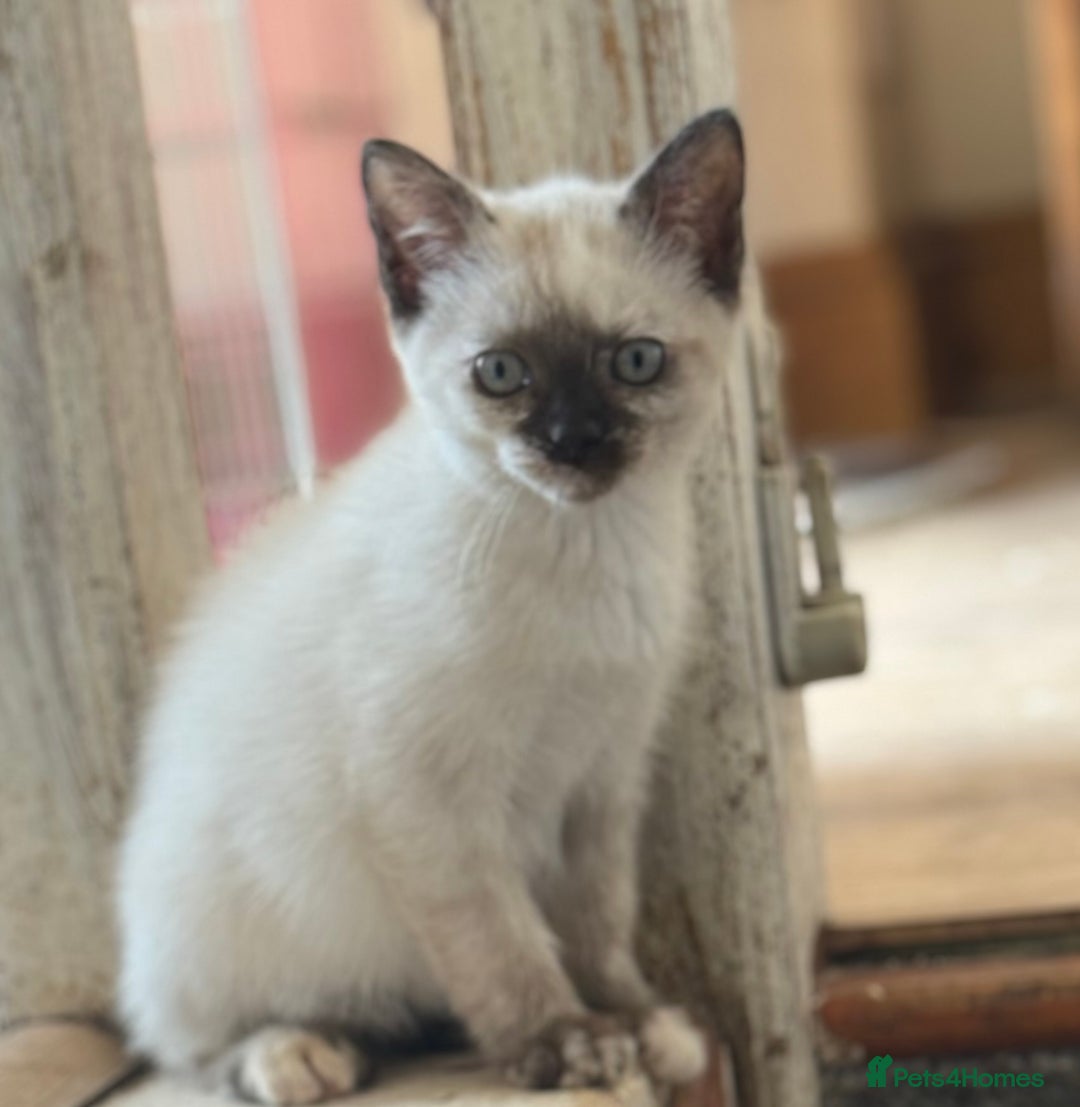 Ragdoll cats for sale: ADORABLE RAGDOLL POLYDACTYL KITTENS - READY NOW - Image 15