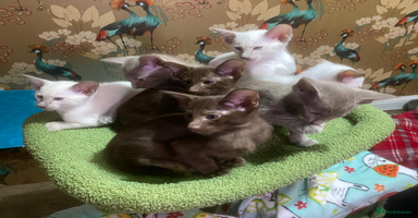 Oriental cats - Advert 13