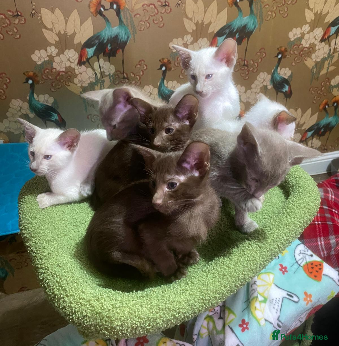 Oriental cats for sale: 7 GCCF Oriental & Siamese Kittens - Advert 13
